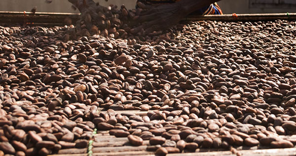 Ghanaian cocoa value chain — a Kedari Ghana focus area